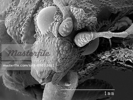 Magnified view of ambush bug head Magnified view of ambush bug head