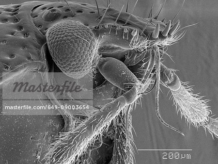 Magnified view of bug head