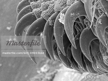 Magnified view of proleg of caterpillar Magnified view of proleg of caterpillar