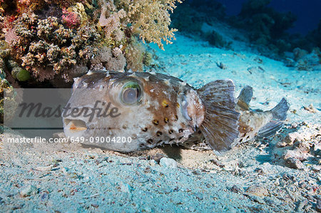 Spotbase burrfish (Cyclichthys spilostylus)