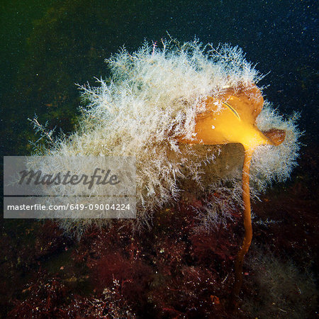 Hydrozoan colony on Laminaria