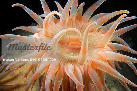 Stomphia coccinea sea anemone
