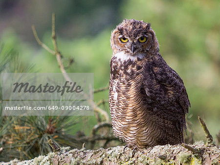 Great horned owl, Bubo virginianus, juvenile