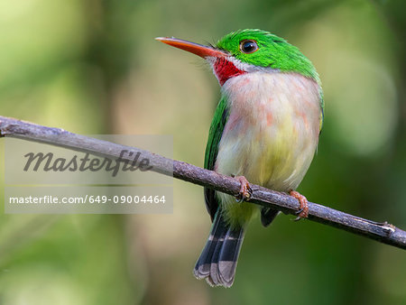 Broad-billed Tody (Todus subulatus), Jarabacoa, La Vega, Dominican Republic