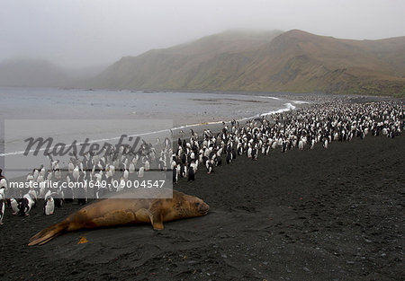 King and Royal Penguins and an Elephant Seal, Macquarie Island, Southern Ocean