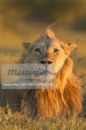 Portrait of an African lion (Panthera leo) laying in the grass looking at the camera at Okavango Delta in Botswana, Africa