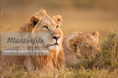 African lion and lioness (Panthera leo) lying in the grass at Okavango Delta in Botswana, Africa