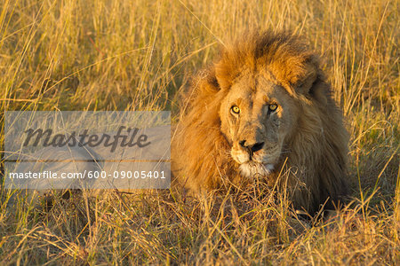 Portrait of an African lion (Panthera leo) lying in the grass at the Okavango Delta in Botswana, Africa