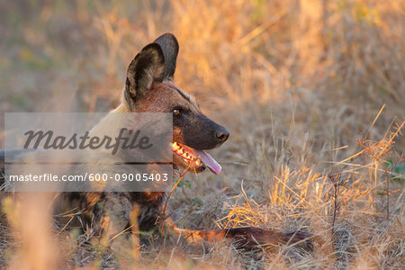 Wild dog (Lycaon pictus) lying in the long grass at the Okavango Delta in Botswana, Africa