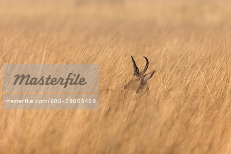 Red lechwe (Kobus leche leche) standing in tall grass at the Okavango Delta in Botswana, Africa