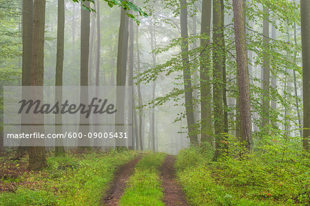 Path through a misty beech forest in the Nature Park in the Spessart mountains in Bavaria, Germany