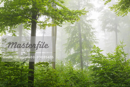 Close-up of beech trees and undergrowth in a forest on a misty morning in the Nature Park in the Spessart mountains in Bavaria, Germany
