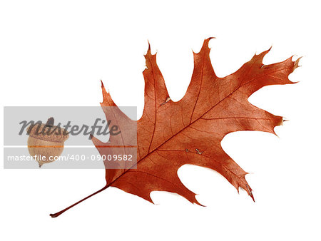 Autumn dried leaf of oak and acorn. Isolated on white background.