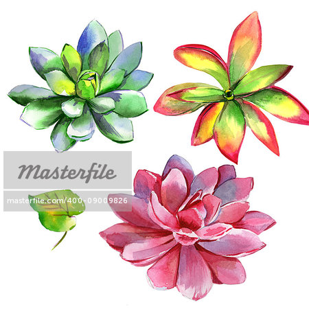 Wildflower succulentus flower in a watercolor style isolated. Full name of the plant: succulentus. Aquarelle wild flower for background, texture, wrapper pattern, frame or border.