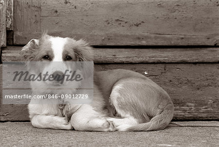 SAD DOG A MUTT MIXED BREED LYING HUDDLED  BY STAIRS