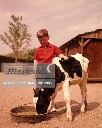 1960s FARM BOY IN RED SHIRT FEEDING BLACK AND WHITE HOLSTEIN CALF