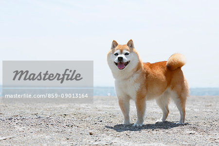 Shiba inu dog on the beach