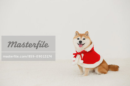 Shiba inu dog with Christmas clothes