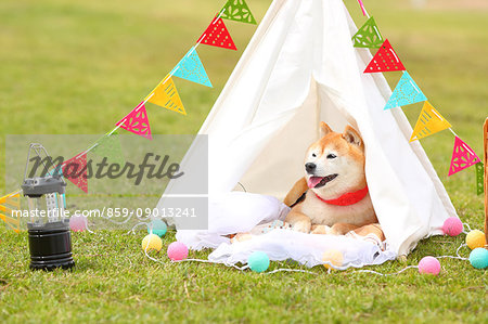 Shiba inu dog by tipi tent