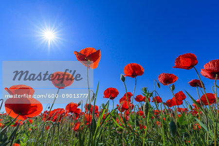 Corn poppies with sun shining brightly in spring at Lake Neusiedl in Burgenland, Austria