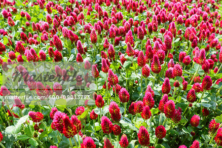 Close-up of crimson clover (Trifolium incarnatum) growing in a field in Burgenland, Austria