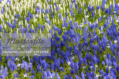 Blue and white grape hyacinth in spring at the Keukenhof Gardens in Lisse, South Holland in the Netherlands