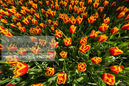 Red and yellow variegated tulips in spring at the Keukenhof Gardens in Lisse, South Holland in the Netherlands