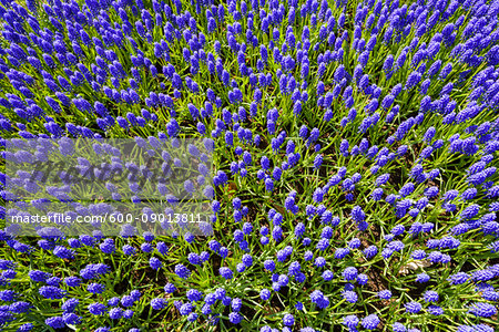 Blue grape hyacinth at the Keukenhof Gardens on a sunny day in Lisse, South Holland in the Netherlands