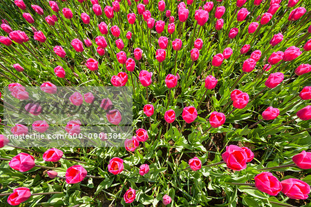 Bright pink tulips in spring at the Keukenhof Gardens in Lisse, South Holland in the Netherlands