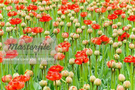 Red tulip buds opening in spring at the Keukenhof Gardens in Lisse, South Holland in the Netherlands