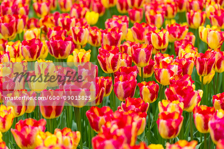 Red and yellow variegated tulips in spring at the Keukenhof Gardens in Lisse, South Holland in the Netherlands