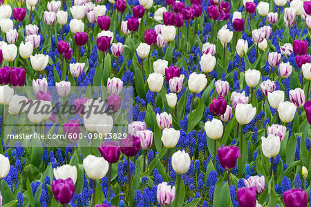 Colorful tulips and grape hyacinth in spring at the Keukenhof Gardens in Lisse, South Holland in the Netherlands