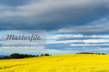 Scenic countryside with bright yellow canola field and dark clouds in sky at St Abbs in Scotland