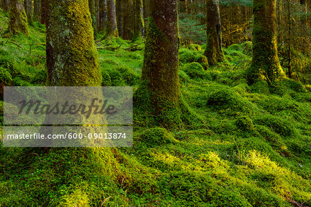 Strong mossy tree trunks and forest floor in a conifer forest at Loch Awe in Argyll and Bute in Scotland