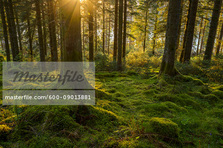 Moss covered ground and tree trunks in a conifer forest at sunset at Loch Awe in Argyll and Bute, Scotland