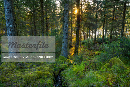 Sun shining through mossy conifer forest at sunset at Loch Awe in Argyll and Bute, Scotland