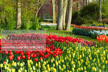 View of colorful tulip flower beds in the Keukenhof Gardens in Lisse, South Holland, Netherlands View of colorful tulip flower beds in the Keukenhof Gardens in Lisse, South Holland, Netherlands