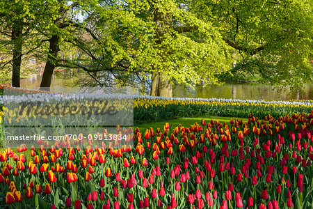 Garden view of colorfull Keukenhof tulip flower park, Keukenhof, Lisse, South Holland, Netherlands Garden view of colorfull Keukenhof tulip flower park, Keukenhof, Lisse, South Holland, Netherlands