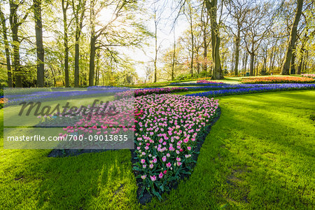 Colorful shaped flowerbeds in spring at the Keukenhof Gardens in Lisse, South Holland in the Netherlands