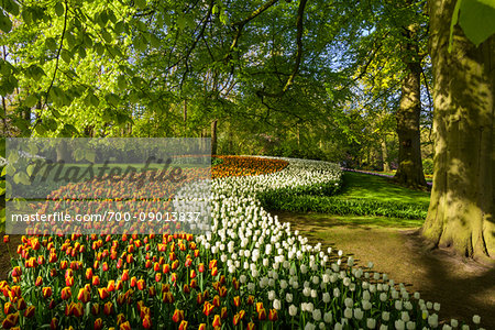 Winding spring flowerbeds of tulips at the Keukenhof Gardens in Lisse, South Holland in the Netherlands