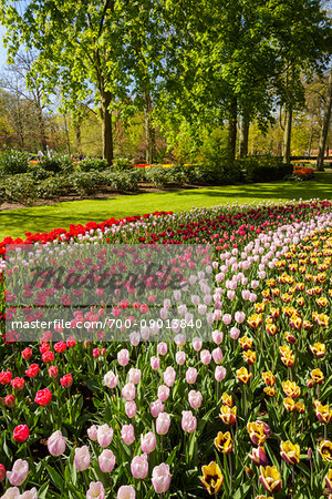 Colorful rows of tulips in spring flowerbeds at the Keukenhof Gardens in Lisse, South Holland in the Netherlands