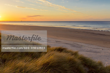 Sun reflecting on the dune grass on the beach at sunrise over the North Sea at Bamburgh in Northumberland, England, United Kingdom