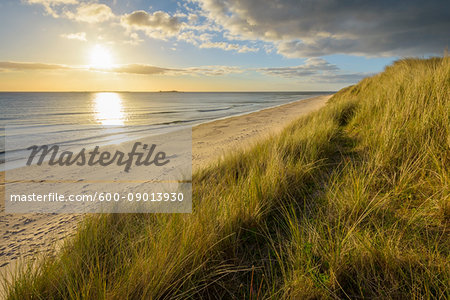 Dune grass and beach at sunrise along the North Sea at Bamburgh in Northumberland, England, United Kingdom