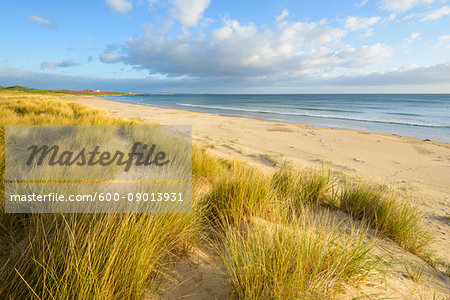 Sand dunes with dune grass on the beach at Bamburgh along the North Sea in Northumberland, England, United Kingdom