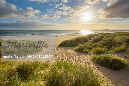 Grassy sand dunes with the sun shining over the beach and the North Sea in the morning at Bamburgh in Northumberland, England, United Kingdom