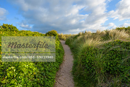 Pathway lined with ivy plants next to the sand dunes at Bamburgh in Northumberland, England, United Kingdom Pathway lined with ivy plants next to the sand dunes at Bamburgh in Northumberland, England, United Kingdom