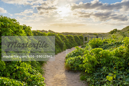 Sunny morning with a pathway lined with ivy plants next to the sand dunes at Bamburgh in Northumberland, England, United Kingdom