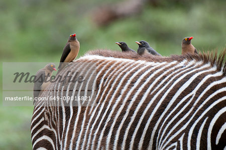 Red-billed Oxpecker (Buphagus erytrorhynchus) on Grevy's Zebra back (Equus grevyi), Samburu National Park, Kenya