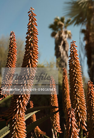 Red flowers, cacti and palm trees, Barcelona, Spain