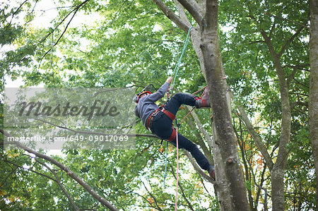 Young male trainee tree surgeon climbing tree trunk